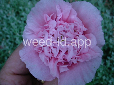poppy, opium